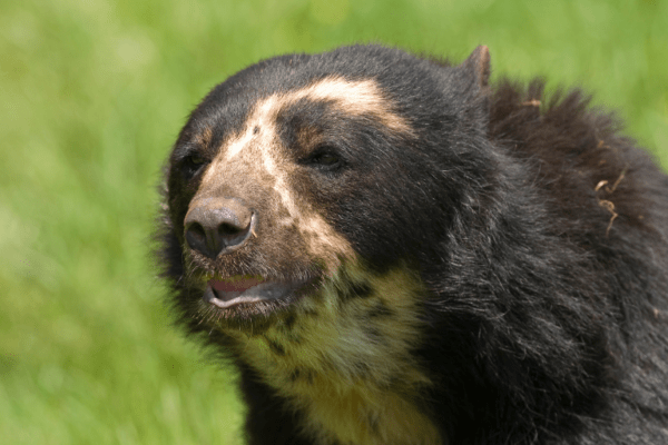 oso andino, la única especcie de osos en Suramérica