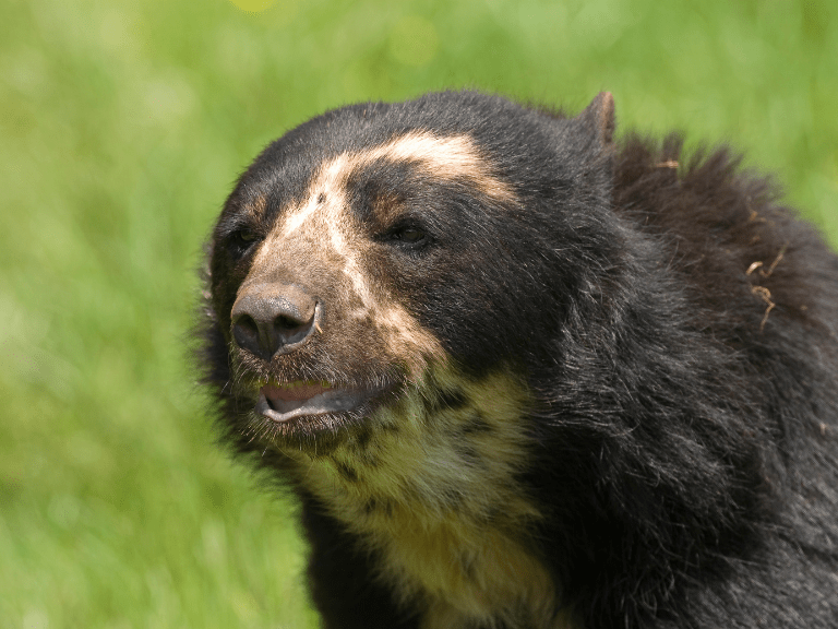 oso andino, la única especcie de osos en Suramérica