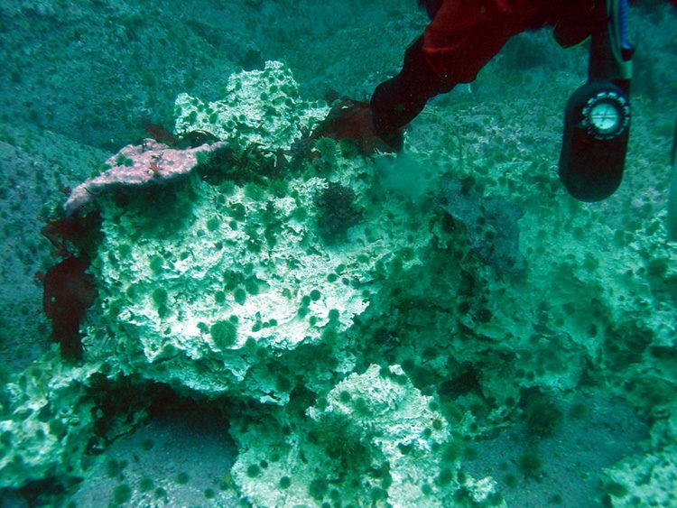 Bioeroded alga with numerous sea urchins of different sizes grazing on the dead tissue (photo by Jochen Halfar).