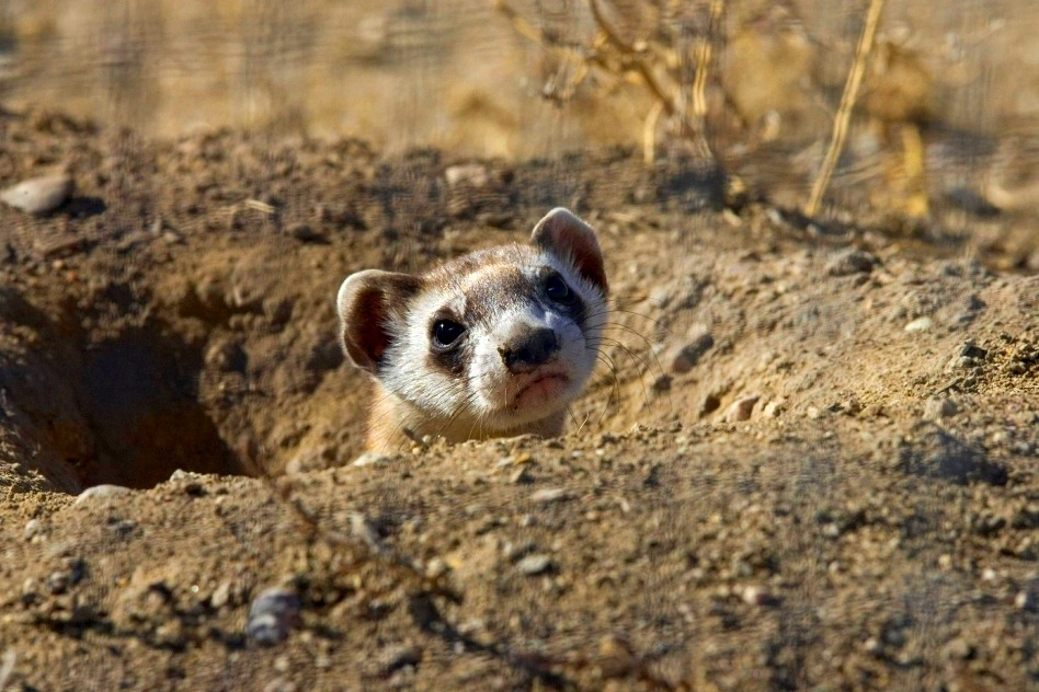 Black Footed Ferret - Mustela nigripes