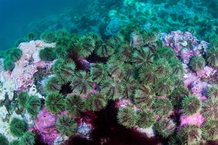 Massive reefs, built slowly over centuries to millennia, are now rapidly eroding (photo by J. Tomoleon).