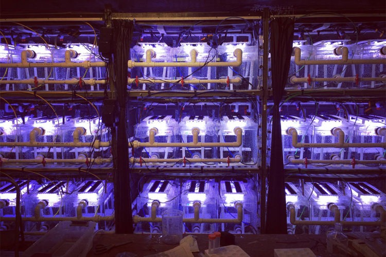 Experiments were performed to test how climate change has altered the intensity of sea urchins grazing on algae (photo by D. Rasher).