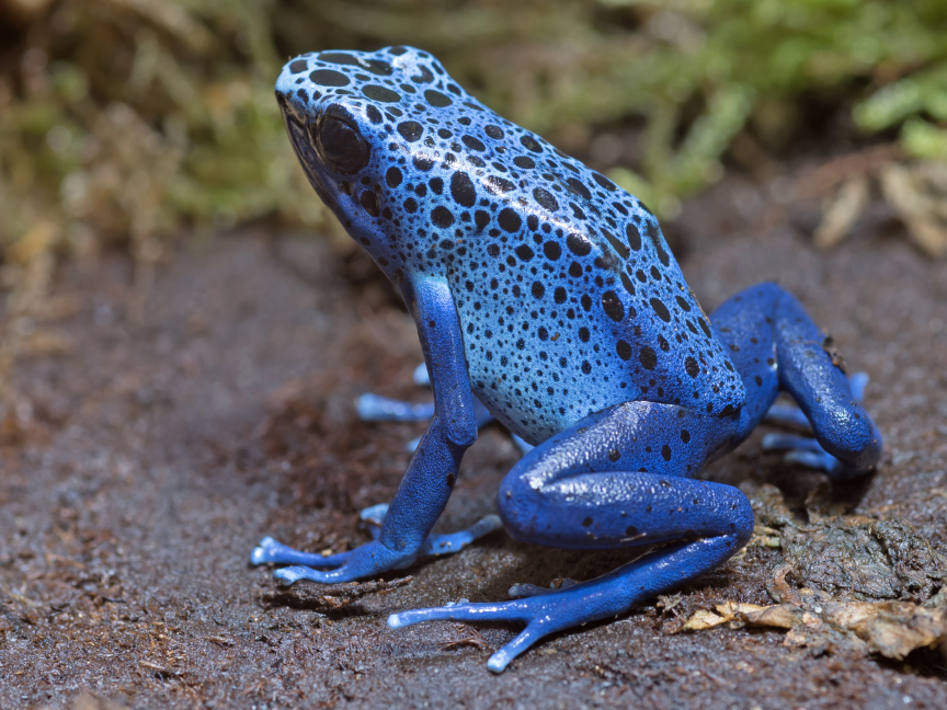 Dendrobates-tinctorius-azureus