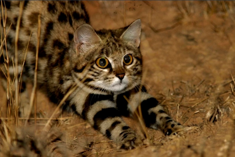 Gato patas negras - Felis nigripes