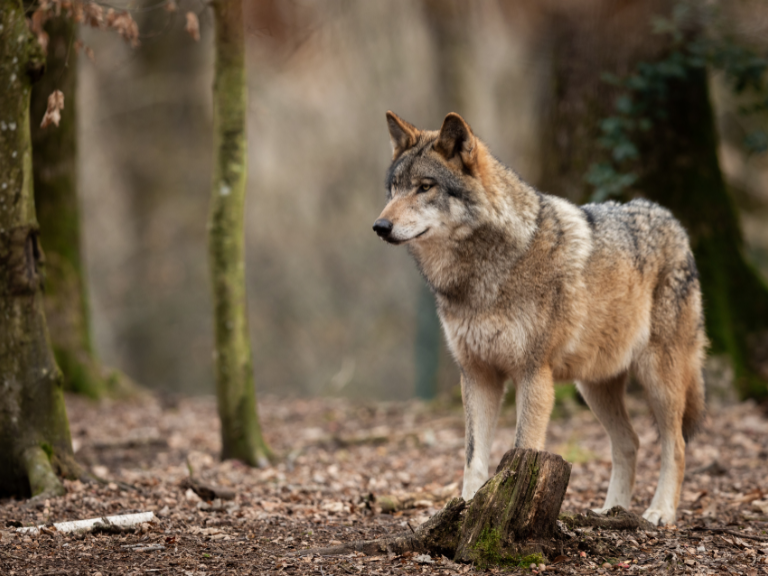 Importancia-de-los-Lobos-en-Yellowstone-La-Verdadera-Historia