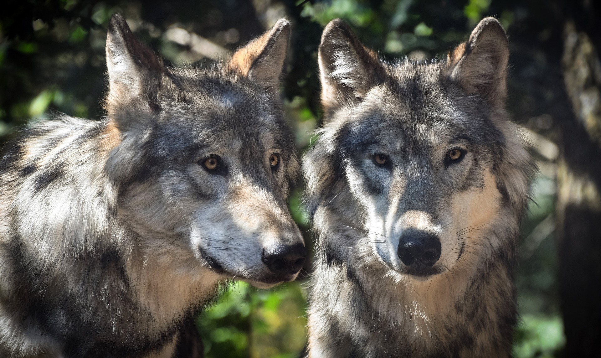 El lobo no es el malo del cuento