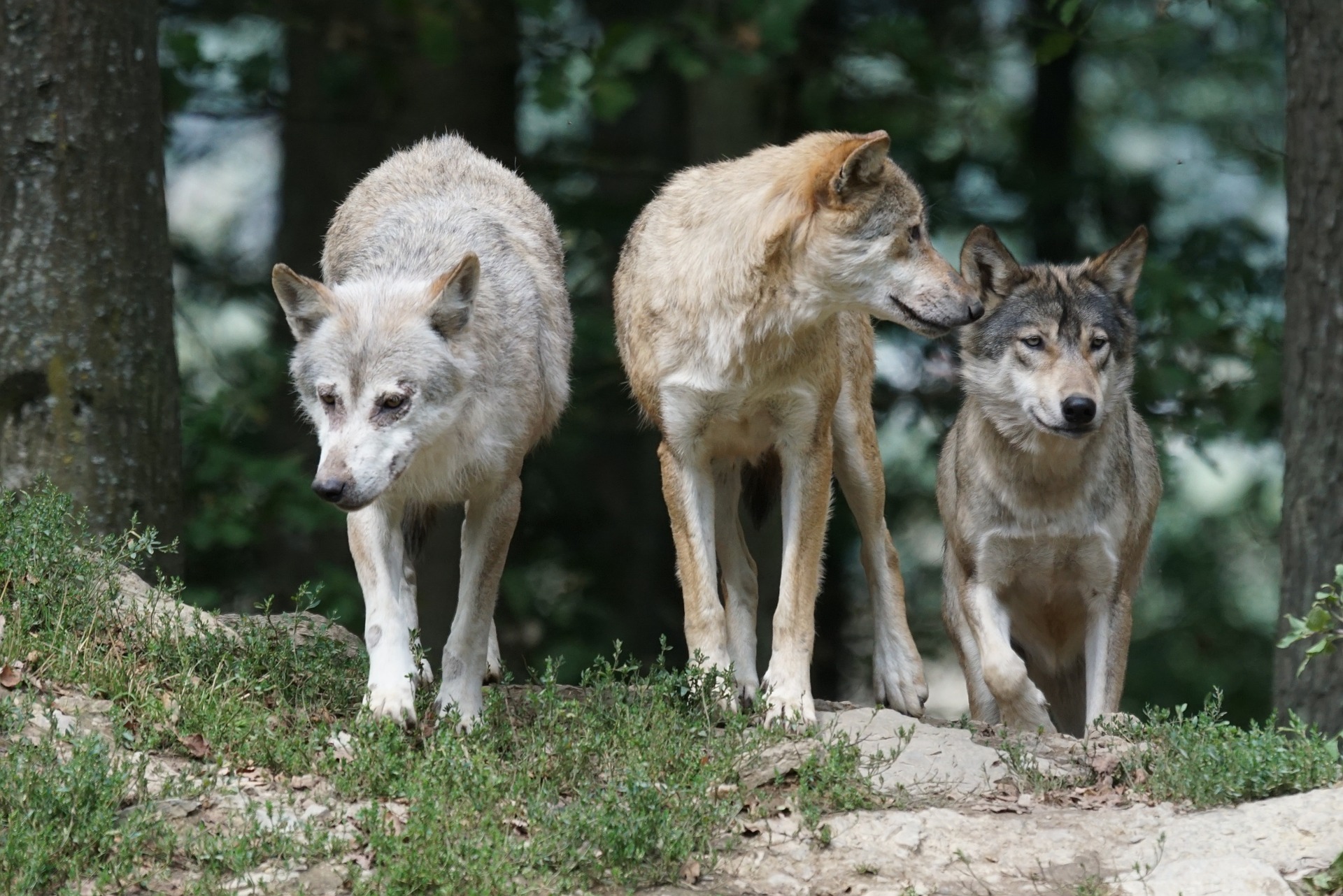 Manadas de lobos fueron introducidas a Yellowstone directamente desde Canadá