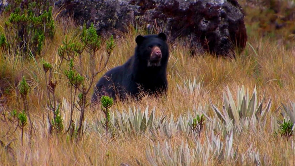 El oso andino, nuestro único oso suramericano.