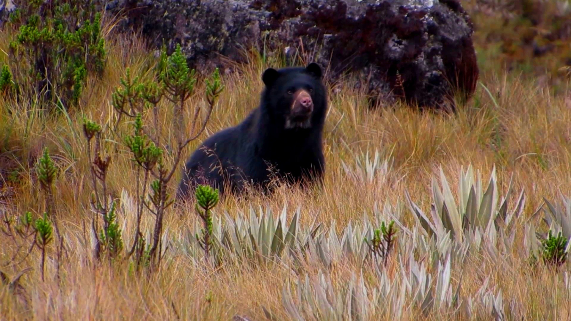 oso-andino-nuestro-único-oso suramericano.