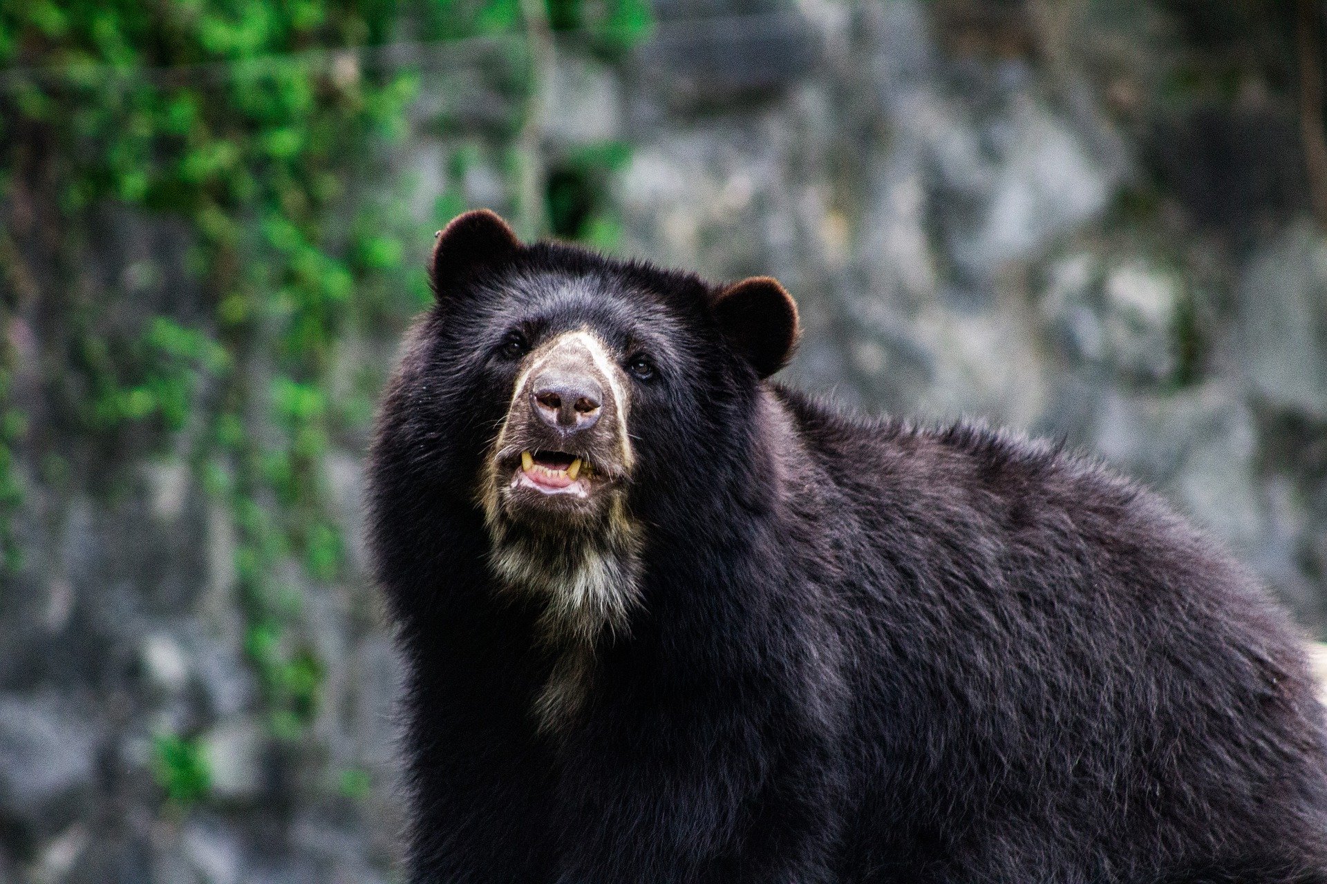 pasante-oso-muerto-a-manos-de-bioandina-colombia