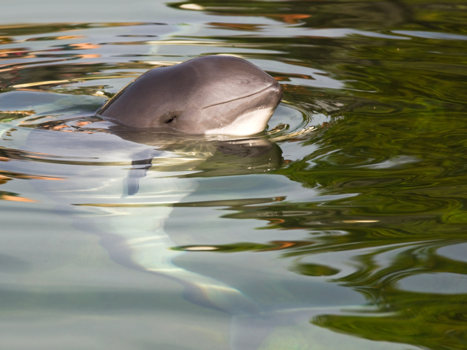 Phocoena-sinus-vaquita-marina