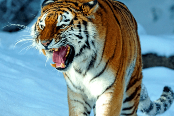 Tigre-Siberiano-Panthera-tigris-altaica