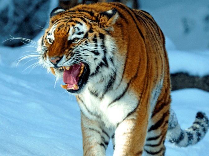 ¿Cuál es el tigre más fuerte