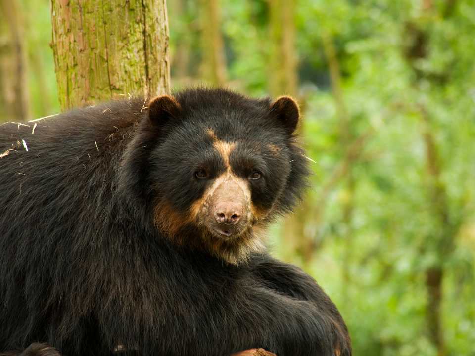 Tremarctos-ornatus-oso-andino-excrementos