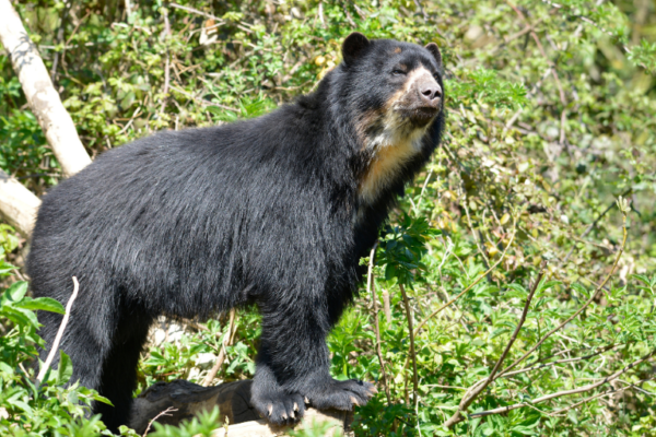 Tremarctos-ornatus-oso-andino-excrementos