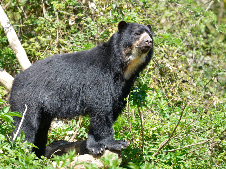 Tremarctos-ornatus-oso-andino-excrementos