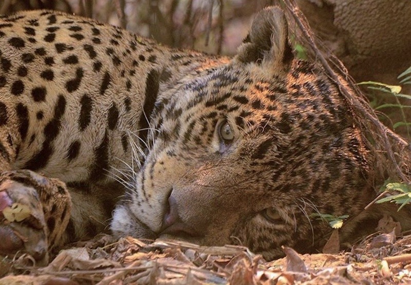 Foto-Ailton Lara, camarógrafo y director de la agencia de turismo ecológico Pantanal Jaguar Camp.