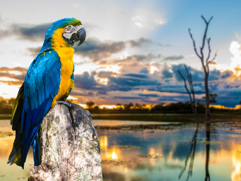 guacamaya-en-el-pantanal-de-brasil