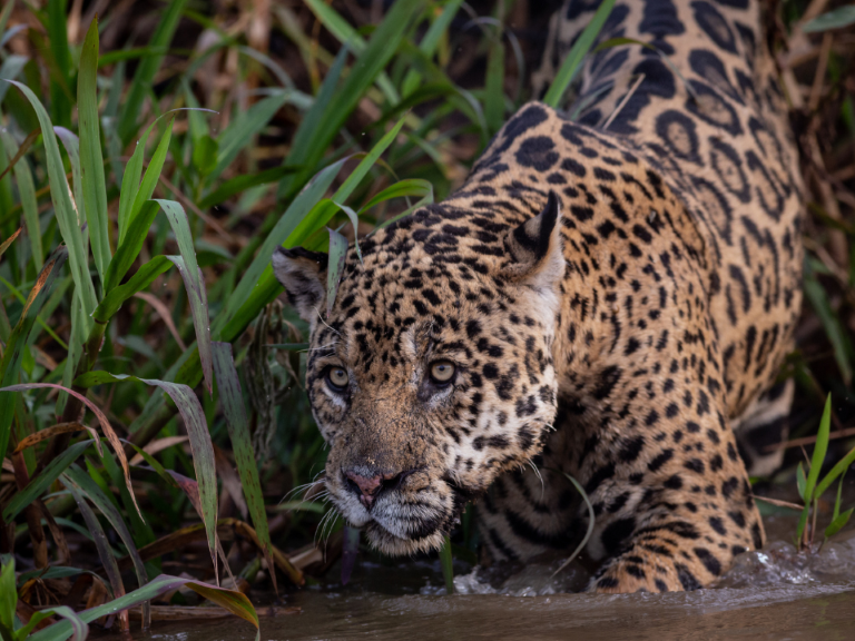jaguar-rey-del-pantanal-en-brasil