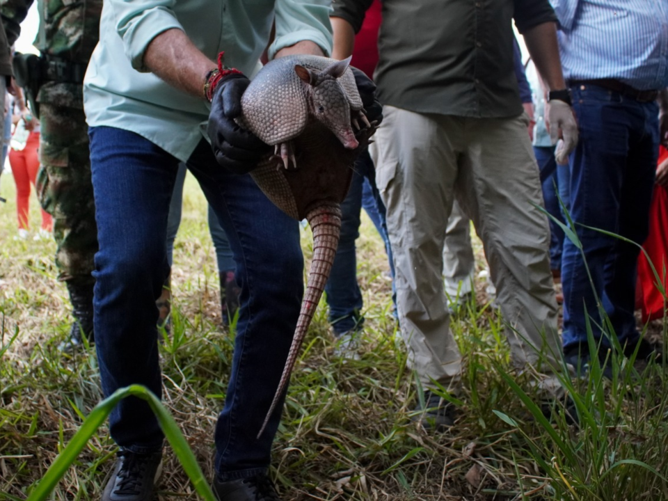 liberación-de-fauna-armadillo