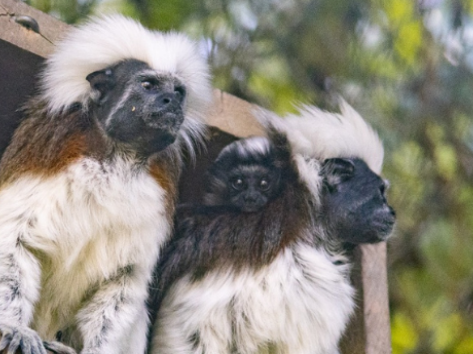 liberacion-de-fauna-titi-cabeciblaanco