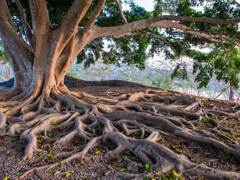 los-arboles-mas-bonitos-del-mundo