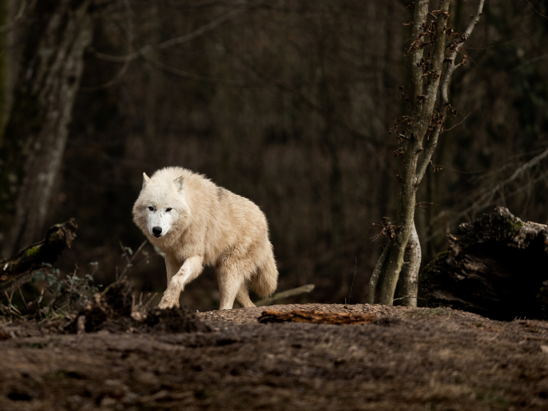 reintroduccion-lobos-yellowstone