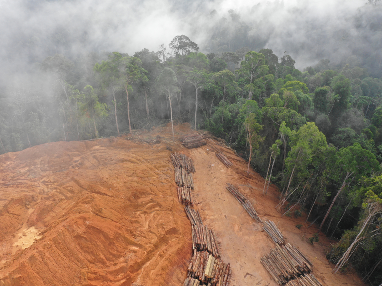 Deforestation-in-our-planet