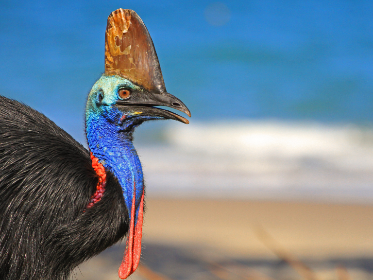 El-ave-mas-peligrosa-del-mundo-Casuario-Casuarius