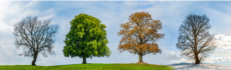 four-seasons