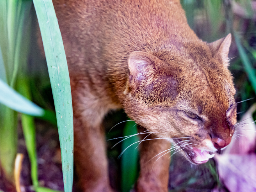 Jaguarundi-gato-de-monte-gato-pardo-gato-montes-zorro-gato-01