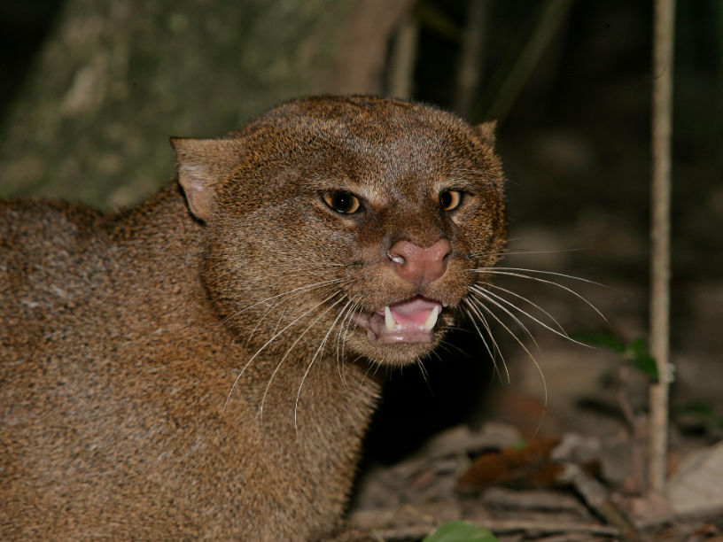 Jaguarundí-gato-de-monte-gato-pardo-gato-montes-zorro-gato