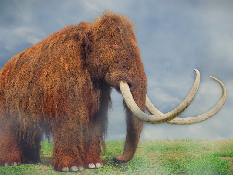 Mamut-lanudo-Mammuthus-primigenius