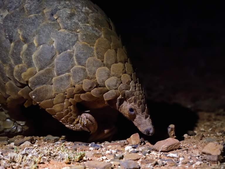 Pangolin-Pholidota