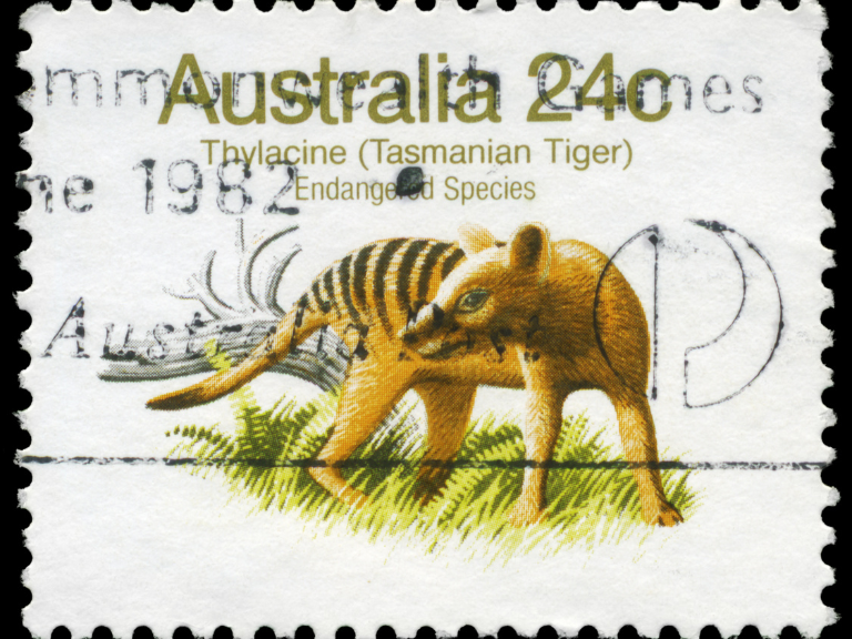 Tigre-de-tasmania-la-pérdida-de-la-biodiversidad-a-nivel-global