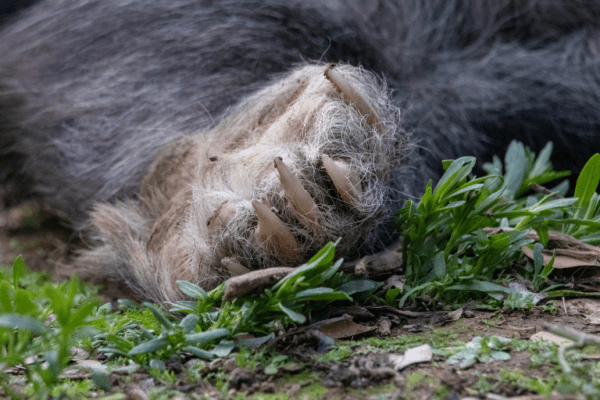 Oso Andino u oso de anteojos,la única especie de oso en suramérica