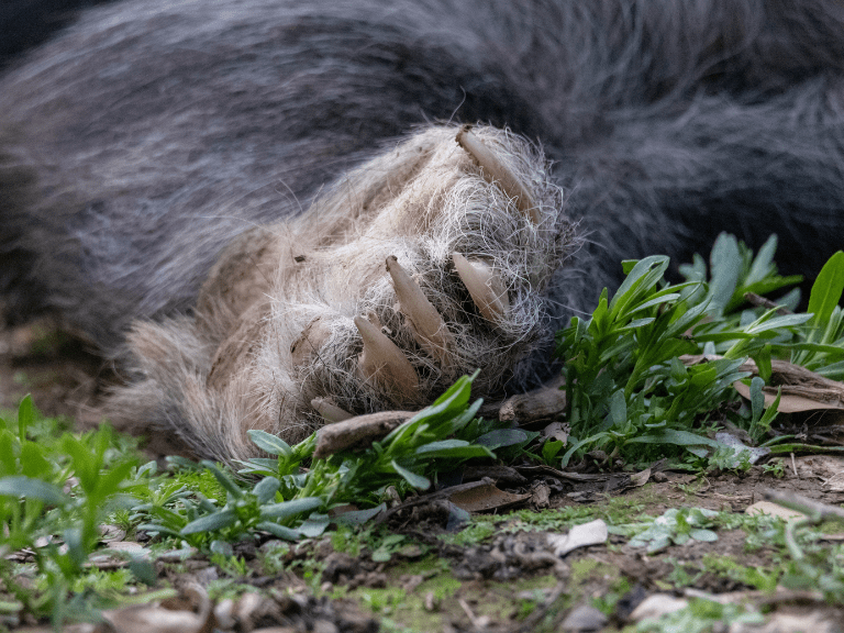 Oso Andino u oso de anteojos,la única especie de oso en suramérica