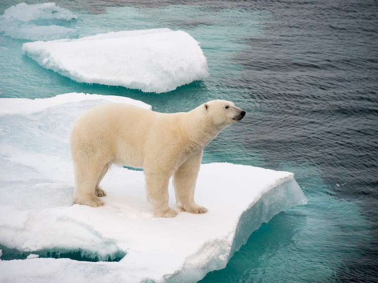 Ursus-maritimus-oso-polar-deshielo