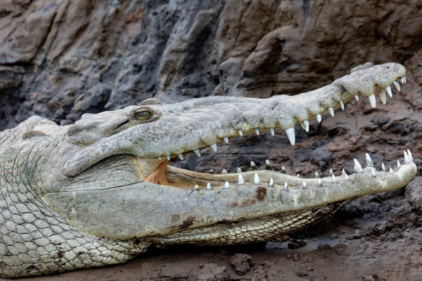 Crocodylus-acutus-la-caiman-viajera