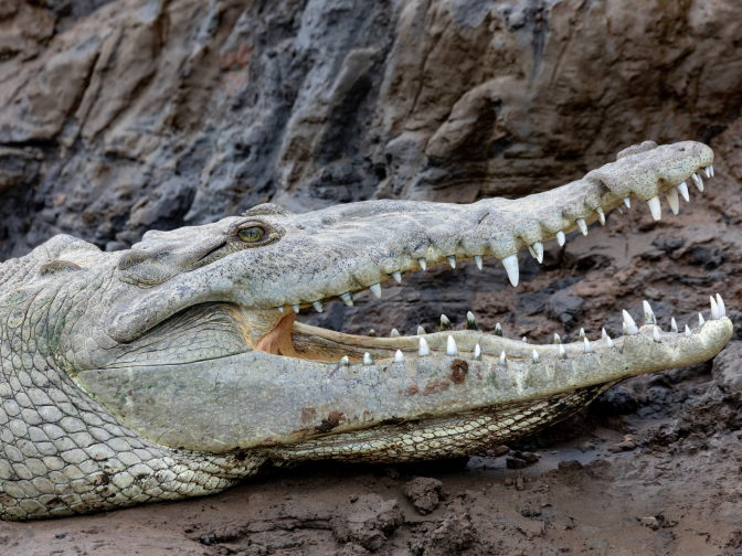 Crocodylus-acutus-la-caiman-viajera