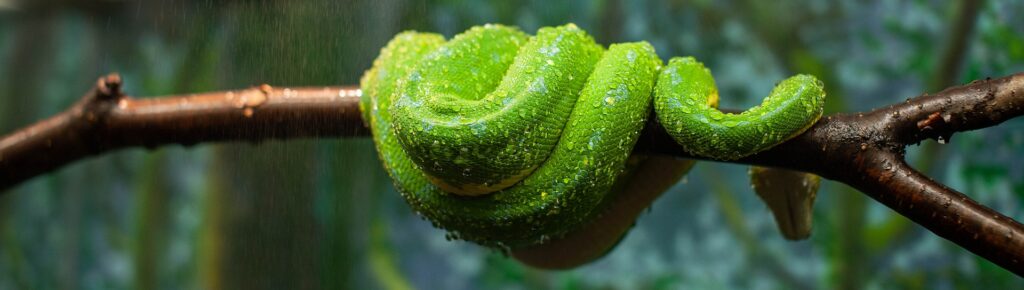 La boa esmeralda es una de las especies poco conocidas que Tesoros de Colombia quiere Zoocriar.