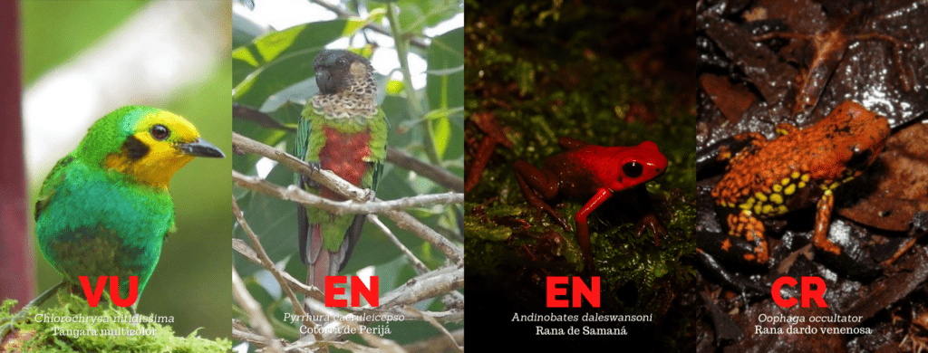 Varias de las especies aprobadas para captura y zoocria están en las categorías de En Peligro, Criticamente Amenazada y Vulnerable. Fotos, Proaves, Parques Nacionales y Oswaldo Cortes