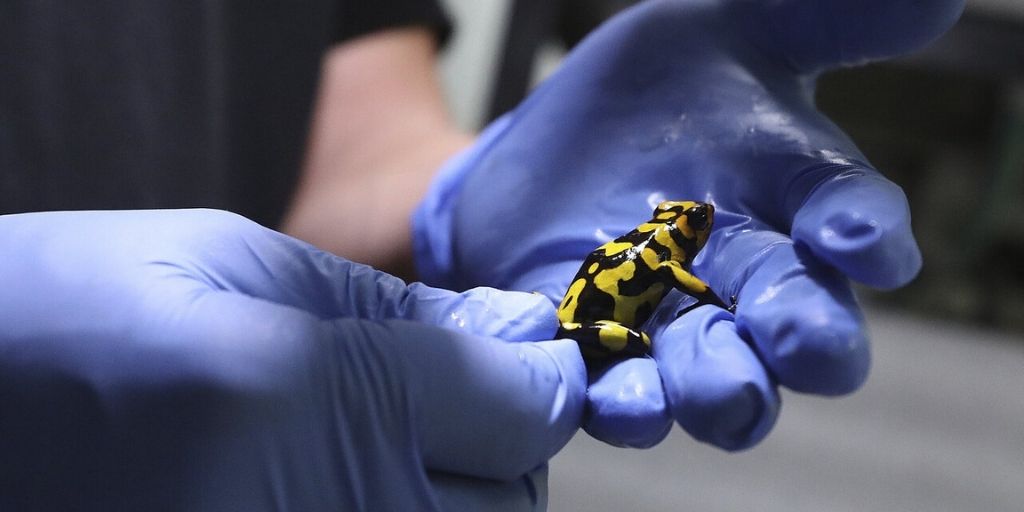 El tráfico excesivo de turistas o los mismos investigadores pueden llevar el mortal Bd hasta los bosques .Foto Taiwan News