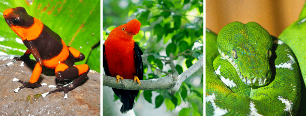 El gallito de roca, la boa esmeralda y ranas venenosas son algunas de las especies que están autorizadas para cazar y reproducir en cautiverio. Fotos, Tesoros de Colombia y Oswaldo Cortez