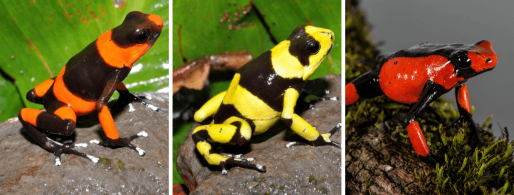 La rana venenosa de Lehmann Oophaga lehmanni un rana enn Peligro Crítico comercializada por Tesoros de Colombia a nivel internacional.Fotos Tesoros de Colombia.