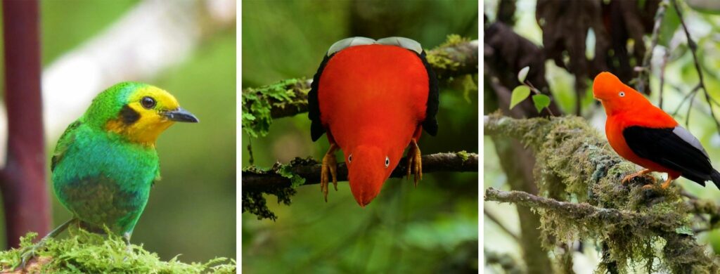 La Tángara multicolor y el Gallito de Roca son dos de las especies permitidas para captura y zoocria. Fotos Cortesía Oswaldo Cortes.