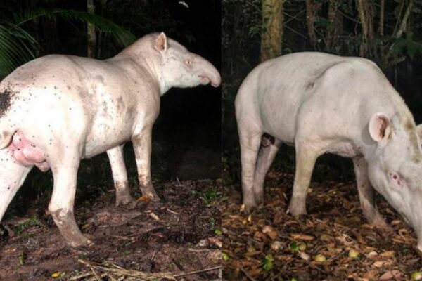 Gasparzinho captado de noche en Legado das Águas Foto Luciano Candisani