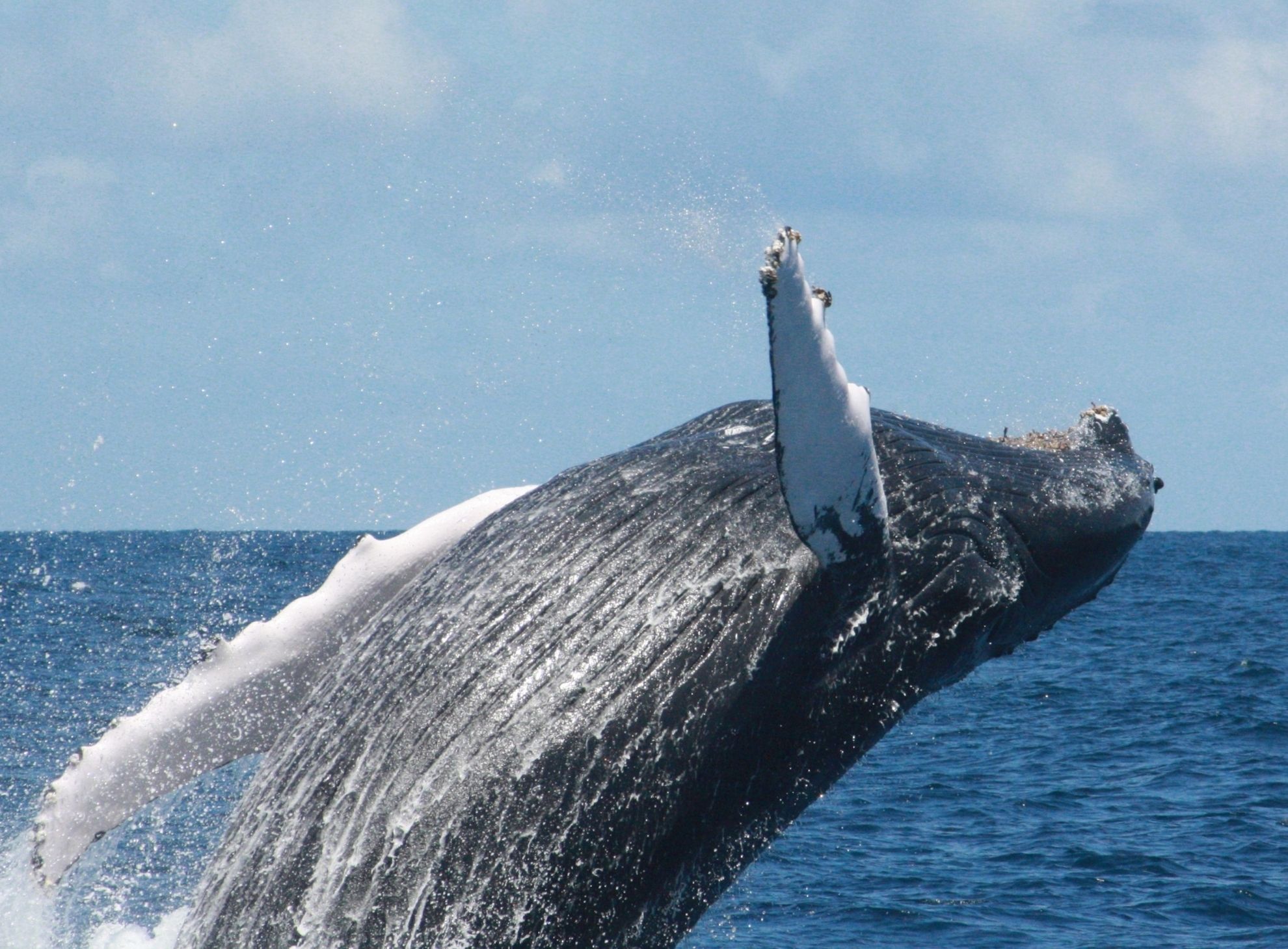 heces-de-ballenas-una-bomba-de-nutrientes