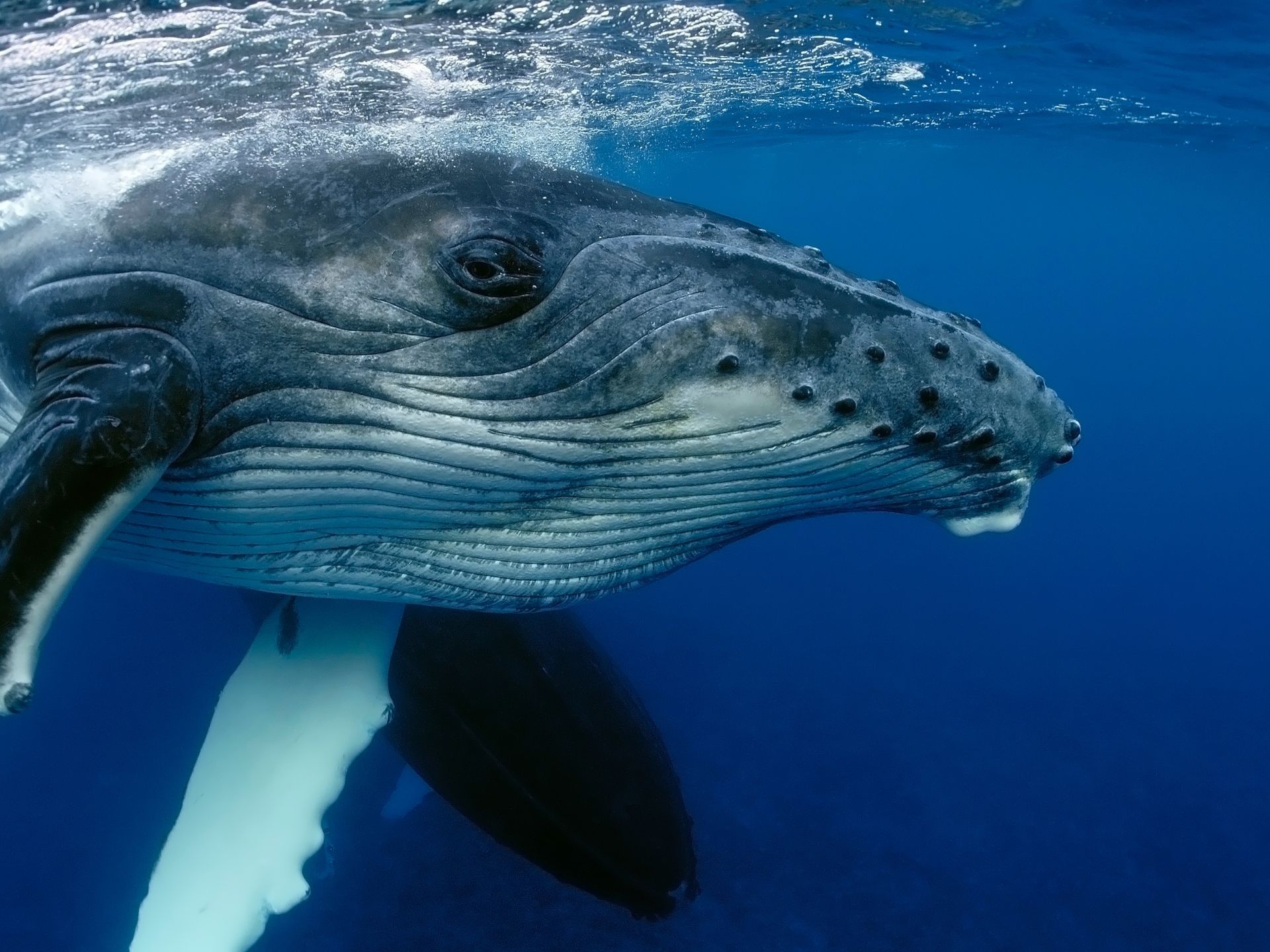 heces-de-ballenas-una-bomba-de-nutrientes-01