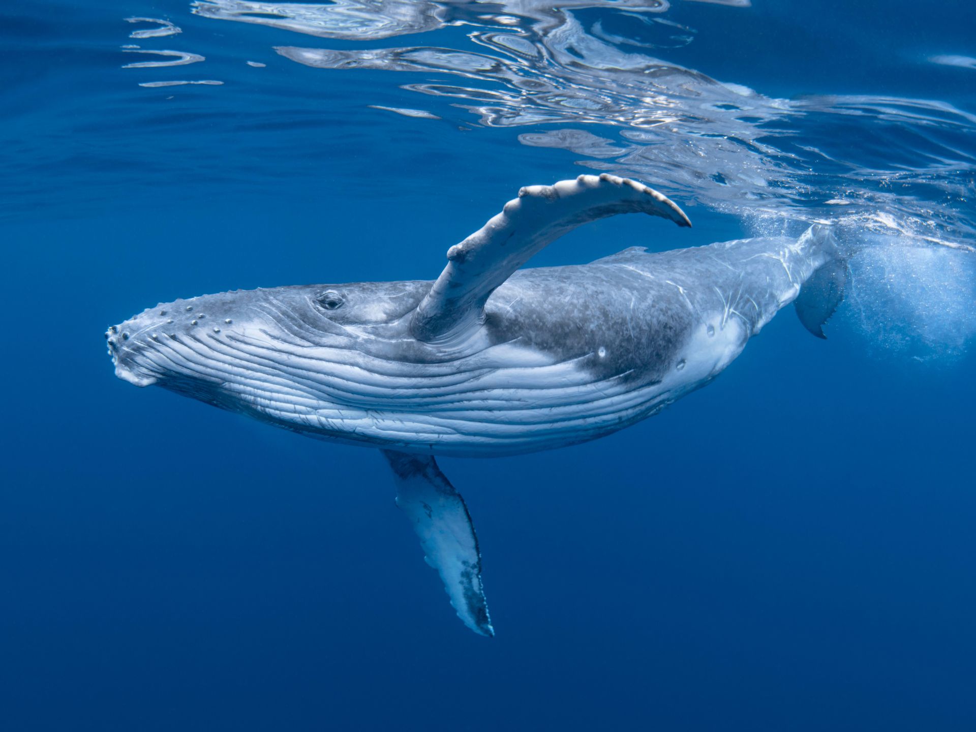 heces-de-ballenas-una-bomba-de-nutrientes